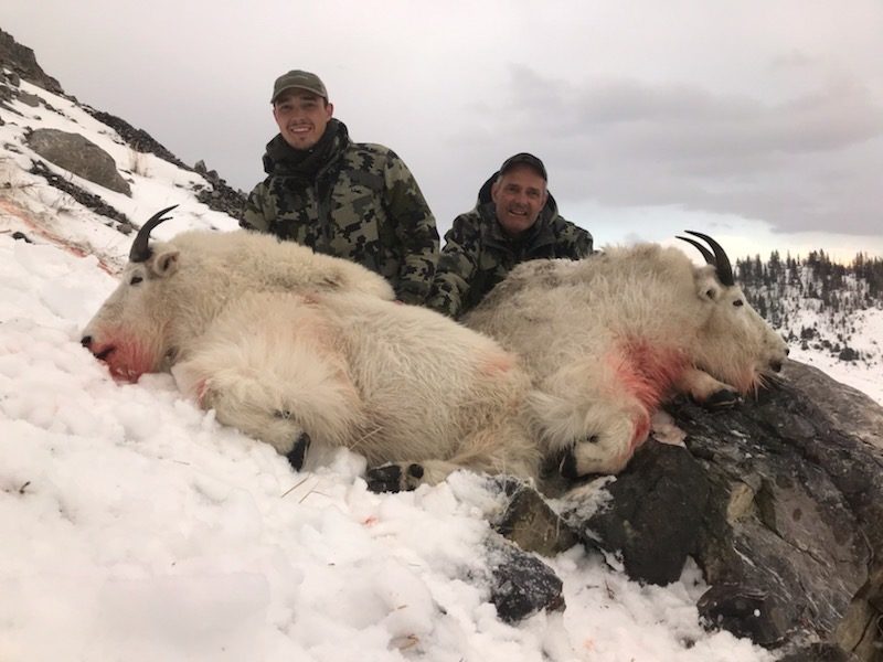 elk-valley-bighorn-game-Goats-IMG_1047-2000px-c82