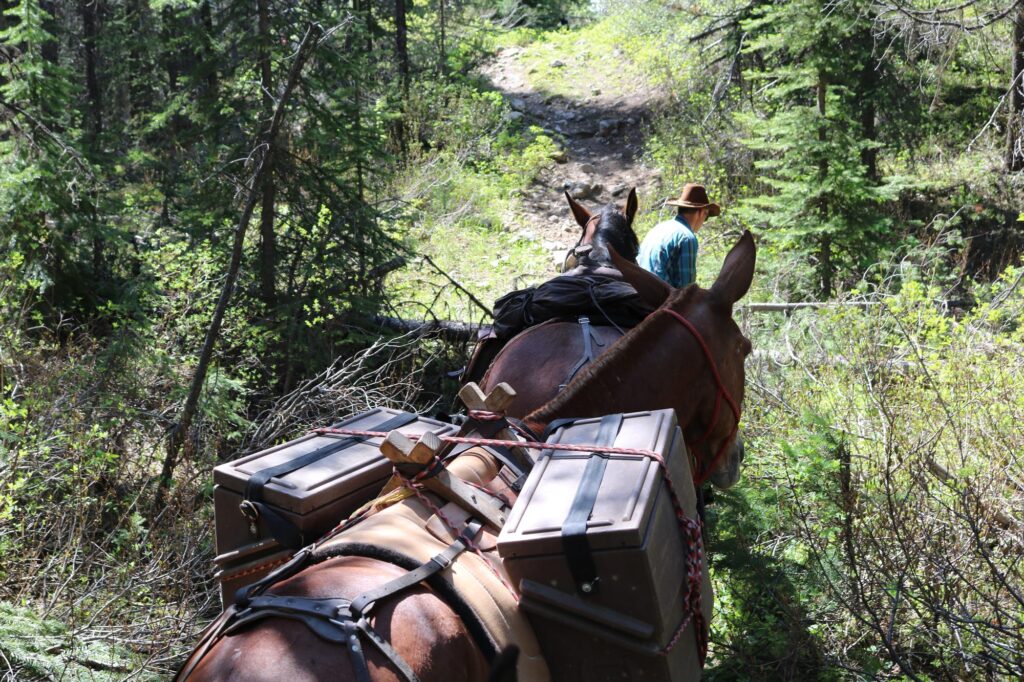 elk-valley-bighorn-horses-IMG_1266-2000px-c82