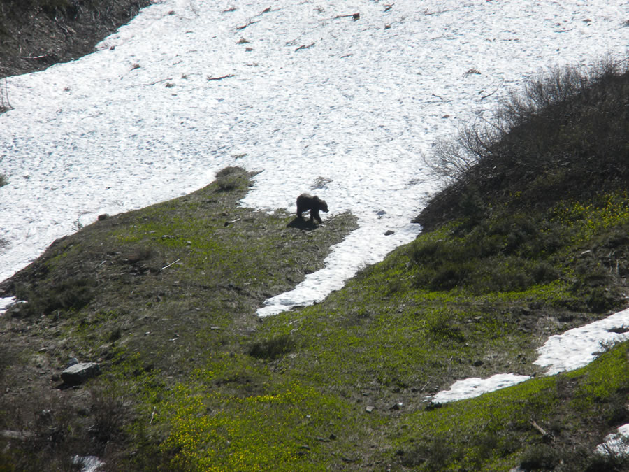 elk-valley-bighorn-bear-photo_bear1