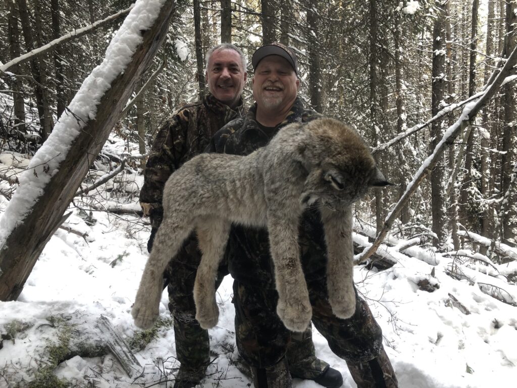 elk-valley-bighorn-cats-wHAKw118SGaMT0e1onOMMg-85p-2000px