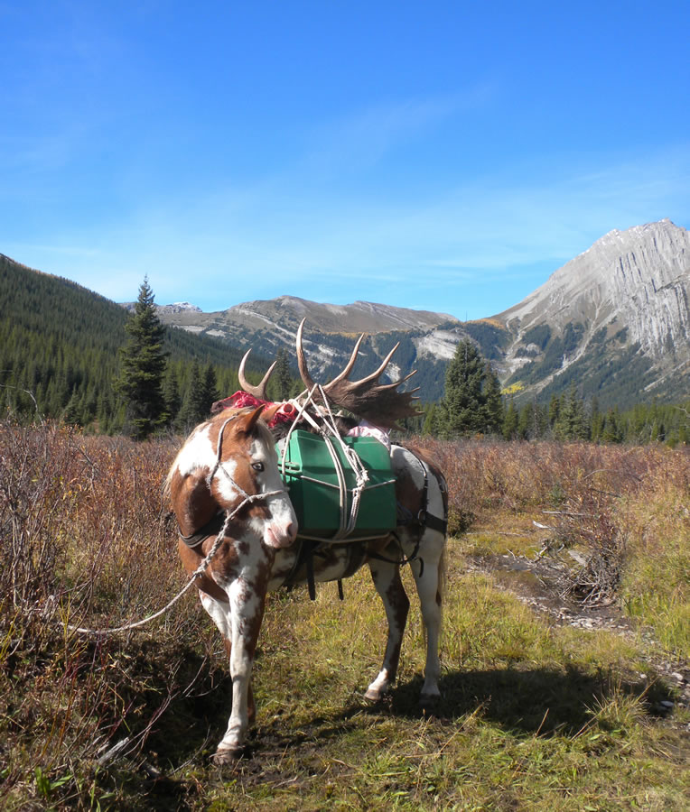 elk-valley-bighorn-moose-photo_moose7