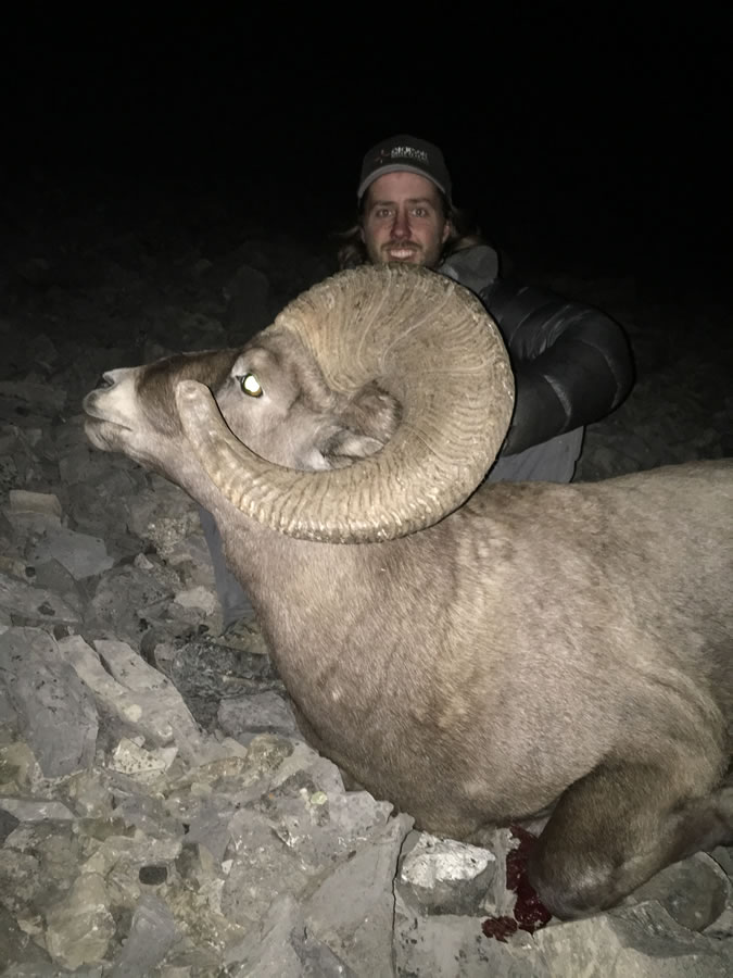 photo_sheep10